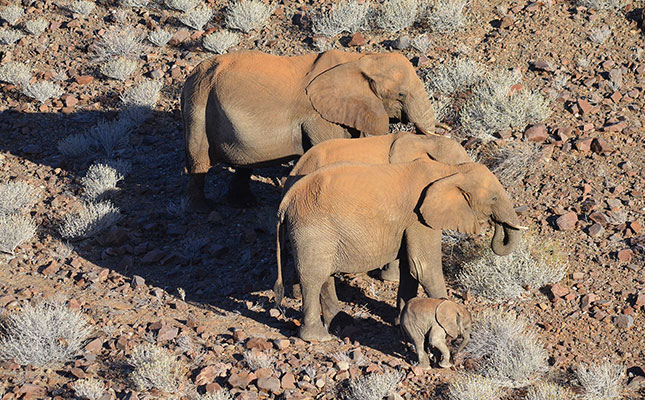 Free roaming elephants a rising problem for Namibian farmers