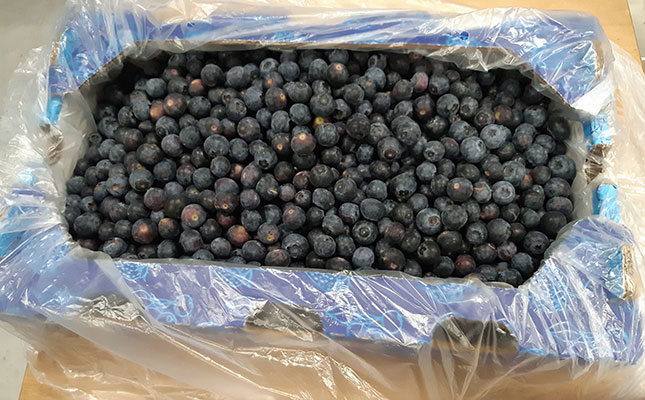 South African blueberry shipment seized in the Netherlands