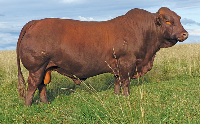 top-priced bonsmara bull