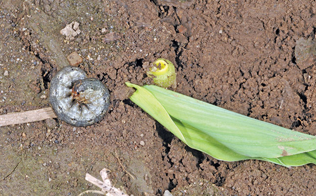 Growing evidence of chemical resistance in cutworm