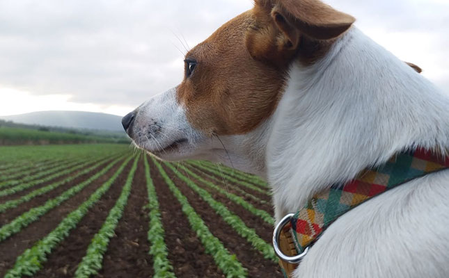 Why every farmer needs a dog Why every farmer needs a dog