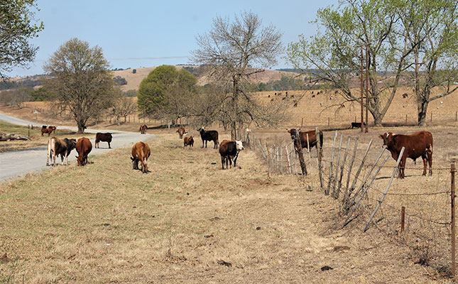 Compliance, enforcement needed to curb brucellosis in KZN