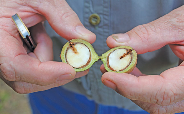 Latest technology improves macadamia quality output