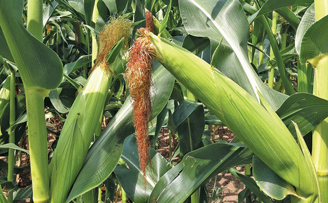 The effects of diplodia ear rot on maize