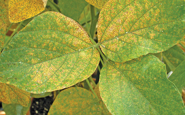 Dealing with soya rust