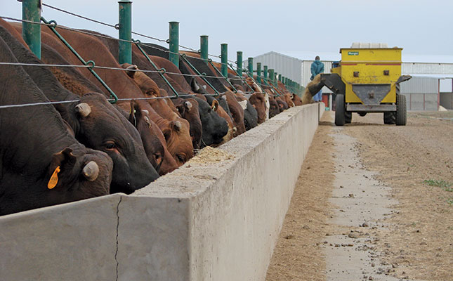 Stress in cattle