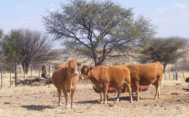 Grave concern for condition of Namibia’s FMD-protection fence