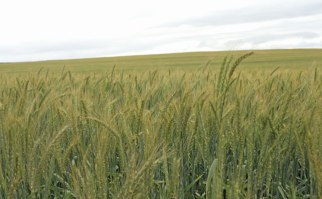 Concern about quality of malting barley crop in the Southern Cape