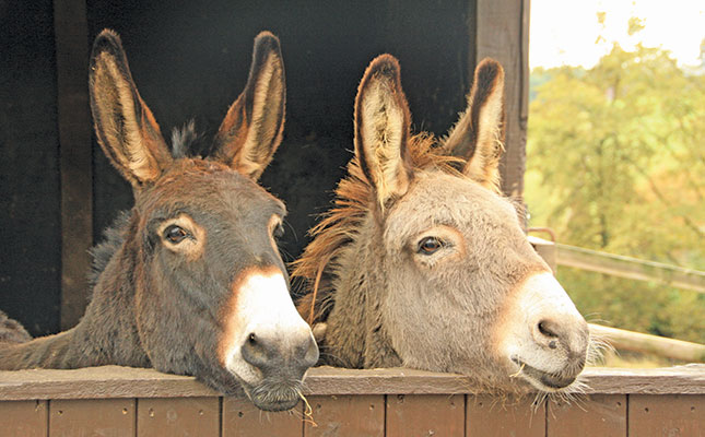 Vaccinate your horse! Vaccinate your horse!
