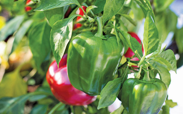 SA’s top-performing fresh produce: ginger, red peppers, and more