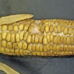 Diplodia ear rot causes maize ears to become covered with a white mycelial growth that negatively affects grain quality.