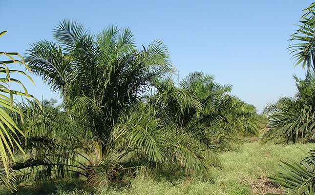 Palm oil alternative investments could help save rainforests