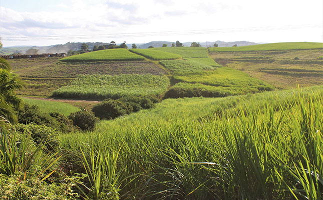 Tongaat Hulett’s financials point to sugar business recovery