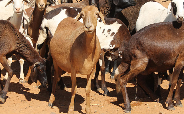 International award for Free State stock theft researcher