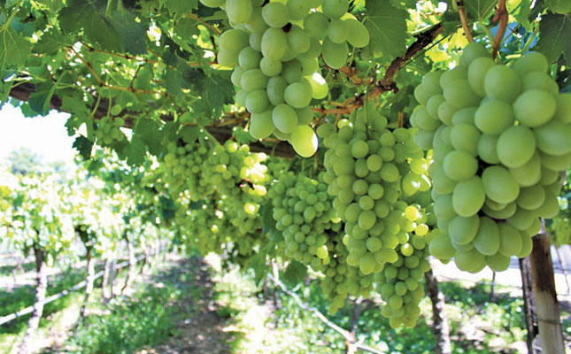 Optimism as SA’s late table grape crop is rushed to markets
