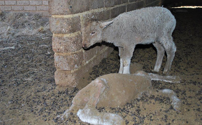 Political agendas alleged in Modise animal cruelty case Political agendas alleged in Modise animal cruelty case