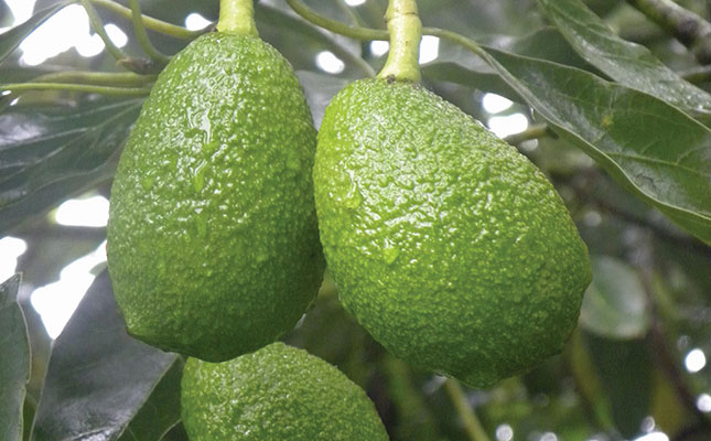 Avocados remain buoyant amid ‘insatiable demand’