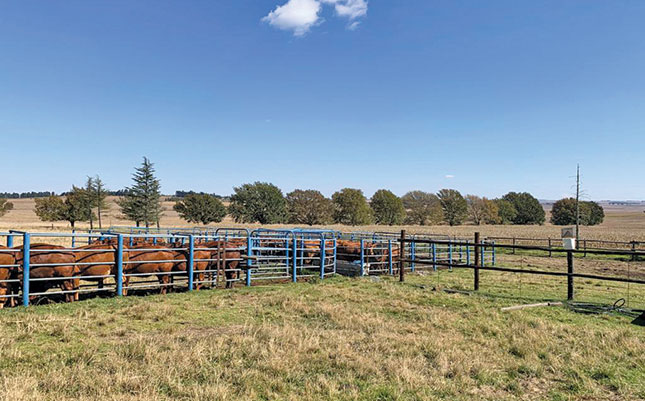 The importance of maintaining reproductive health in a herd The importance of maintaining reproductive health in a herd