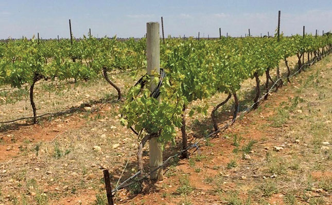 Free State’s first black, female raisin farmer (and she makes wine)