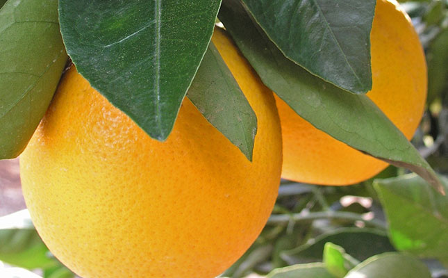 Citrus export levy to bring in additional R134 million