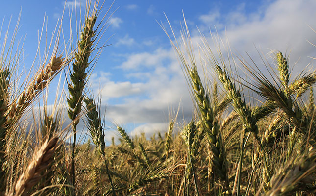 Good wheat year ahead, but climate uncertainty prevails