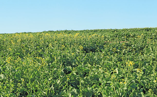 Canola: the crop that requires perfect planning