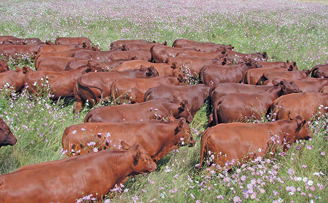 Good rains raise risk of insect-borne livestock diseases Good rains raise risk of insect-borne livestock diseases