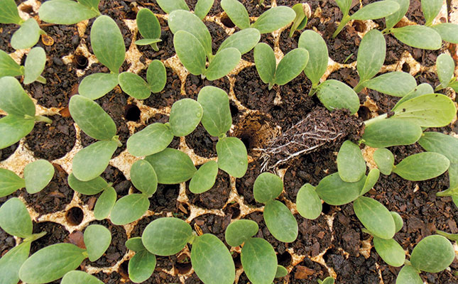 Tips on planting cucurbits