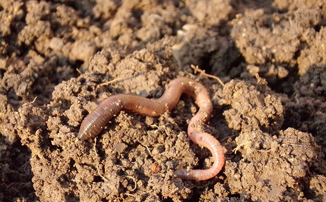 Look after those earthworms!