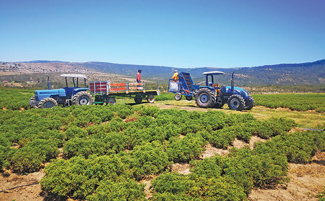 Essential oils: a balm for emerging farmers