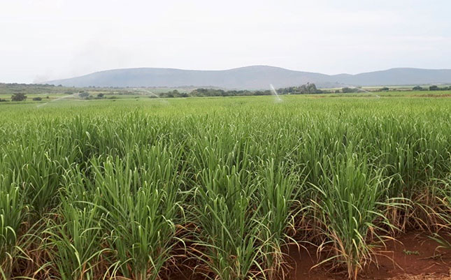 SA sugar industry losing billions due to dumping