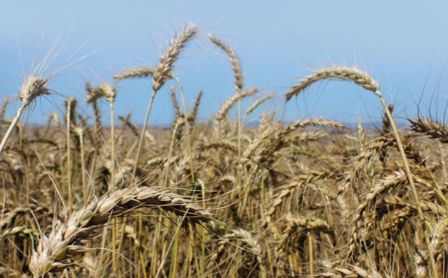 The basics of wheat