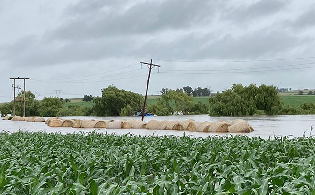 Heavy rain devastates grain lands in the western Free State