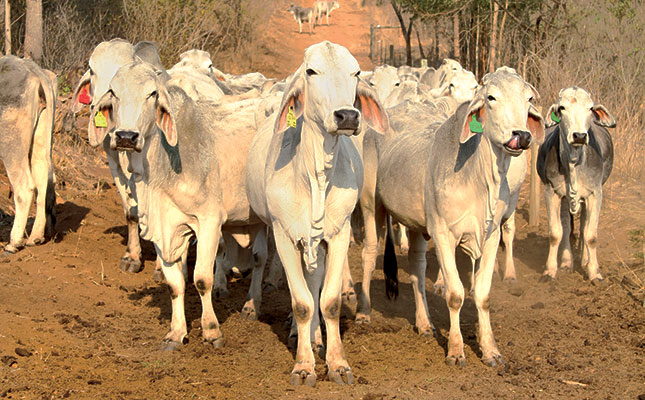 On a quest to breed ‘the perfect Brahman’