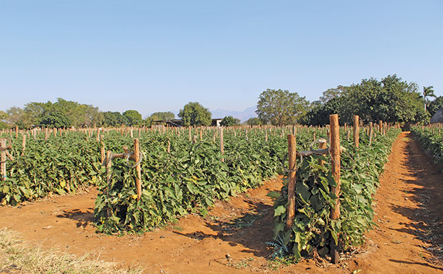 Easy-to-grow brinjals ensure steady profits