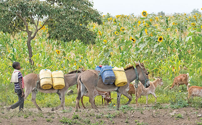 Breaking the cycle of child labour in agriculture