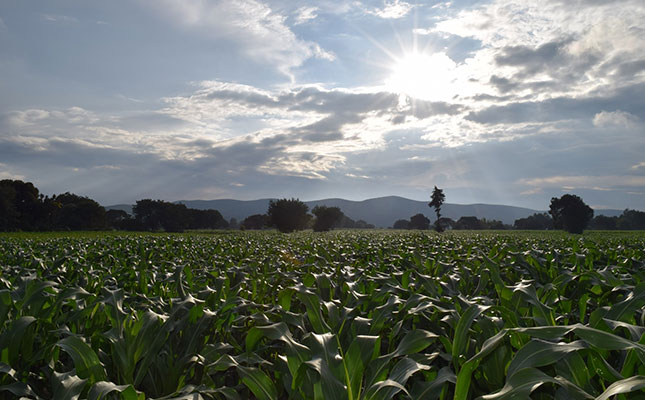 Mixed reaction to Mexico’s banning of GM maize