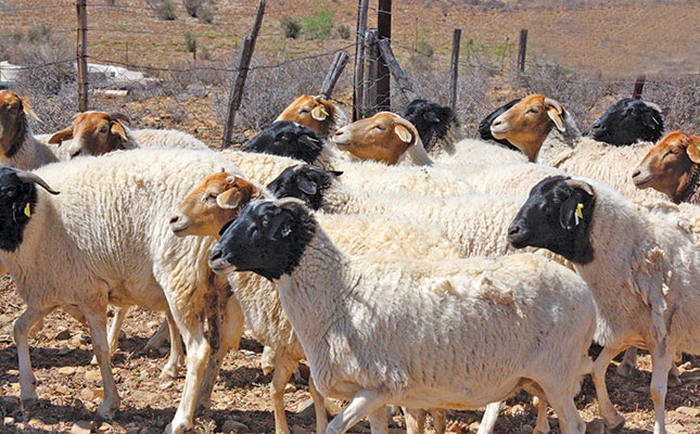 All about the Namaqua Afrikaner