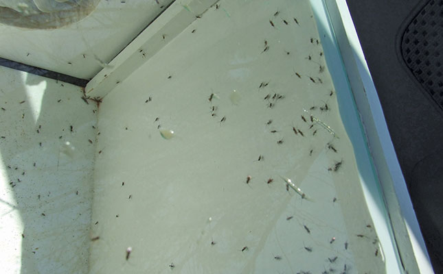 How insect predators can help you How insect predators can help you