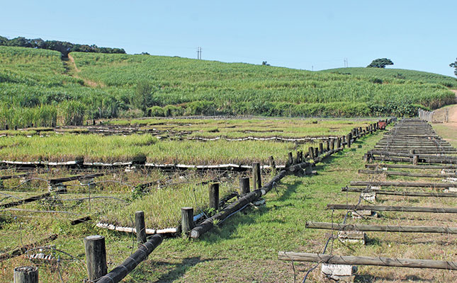 Sugar cane speedlings: the fast-track solution to quality seed cane