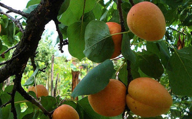 Apricot canning industry recovers after difficult period