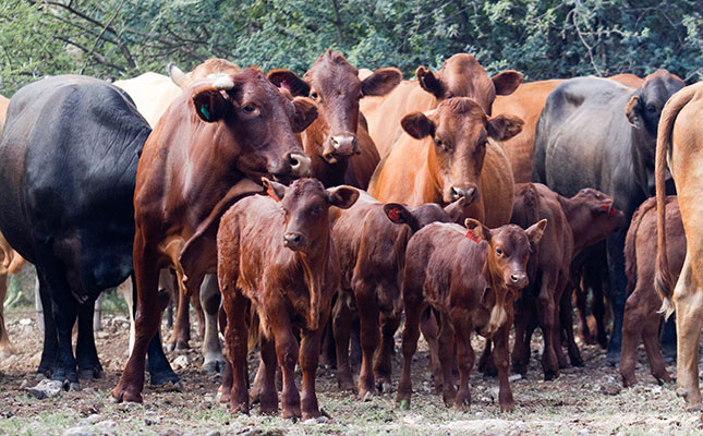 Farmers say ‘not worth their while’ to report stock theft Farmers say ‘not worth their while’ to report stock theft