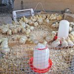 Having limited financial resources, Gumede has become innovative in his use of low-cost materials and designs in his broiler production enterprise.