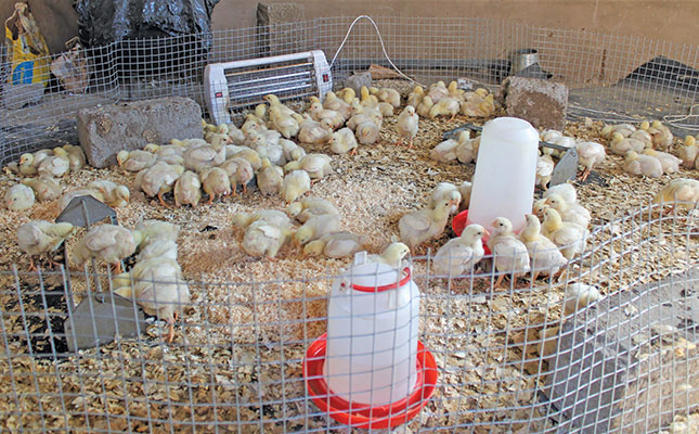 Backyard broiler business: Start small, dream big