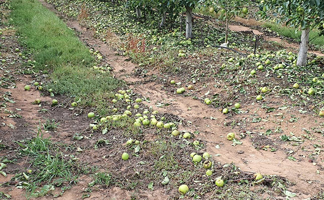 Langkloof hailstorm damages apple, pear crop