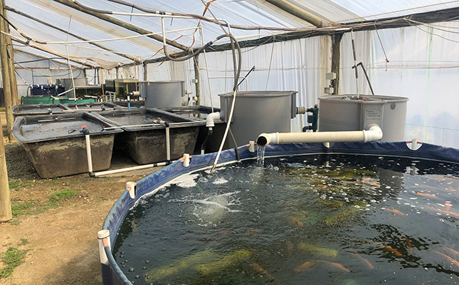 Tilapia farming: Untapped SA market holds opportunity for growth