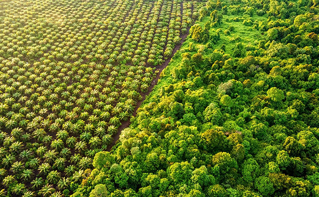 Malaysia files dispute with WTO over EU palm biofuel curbs