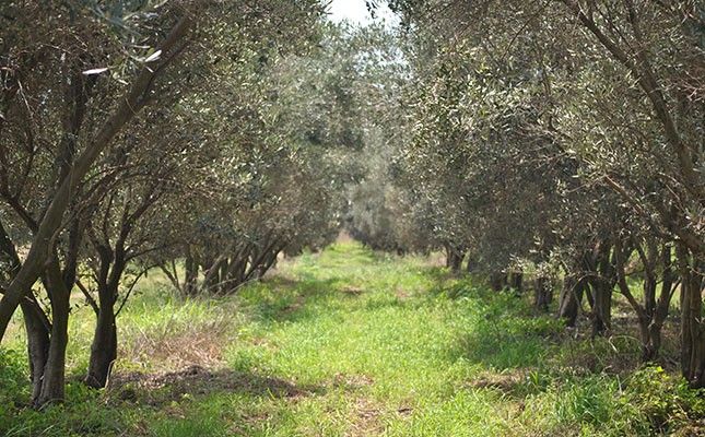 Small-scale success with olives in Gauteng