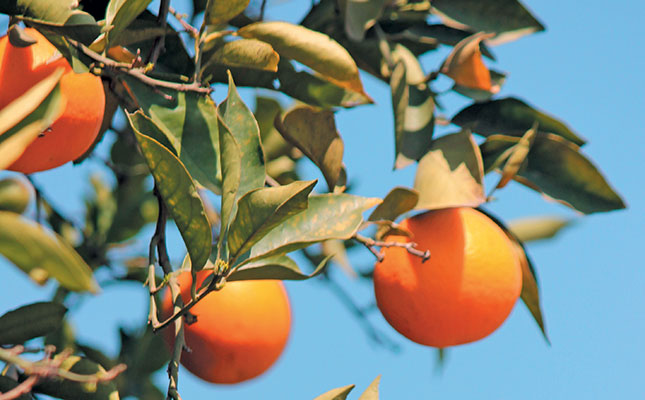 Clarification wanted on relaxation of UK citrus export rules