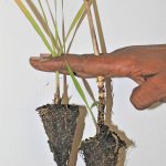 Although hardy, sugar cane speedlings still require optimal transplant management to achieve their full potential.
